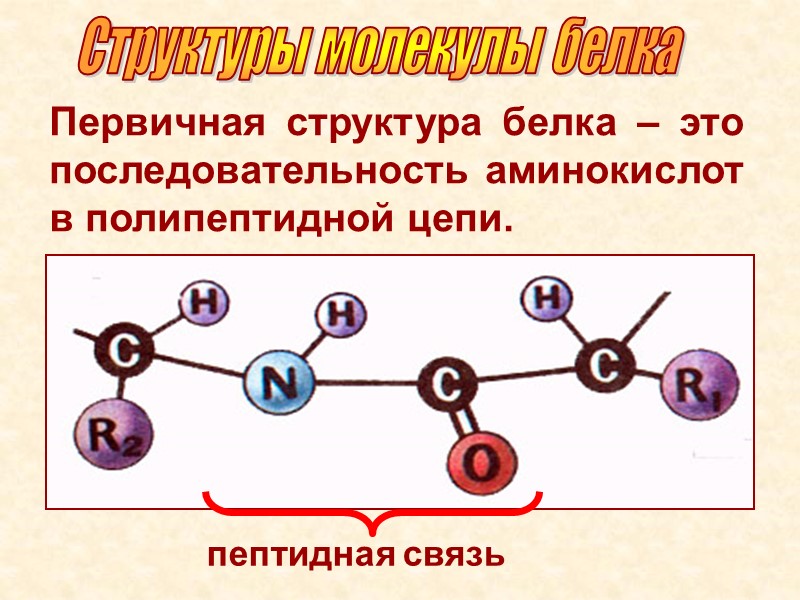 Первичная структура белка – это последовательность аминокислот в полипептидной цепи. пептидная связь Структуры молекулы